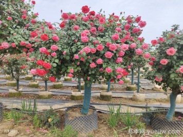 打造有品位的庭院花園景觀(guān)