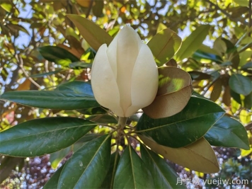 白玉蘭長(cháng)得好不好，如何促花開(kāi)？
