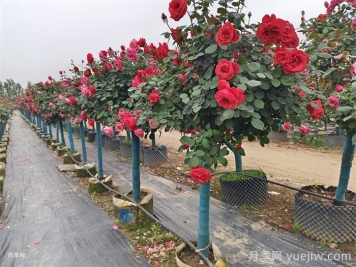 公園和景區樹(shù)狀月季，樹(shù)狀月季苗批發(fā)基地