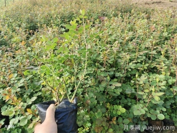 盆栽月季入春后死亡的原因是什么？