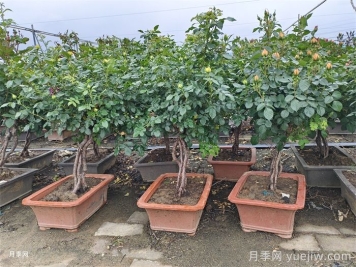 月季花一定要這樣修剪