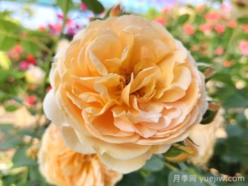 瑪格麗特王妃月季花的特點(diǎn)