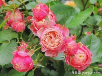 浪漫比克和冥王星陽(yáng)臺哪個(gè)適合陽(yáng)臺種植？