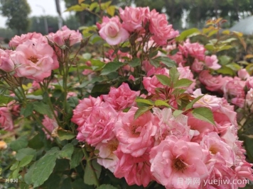 打造月季花墻沒(méi)有想象中那么難，藤本櫻霞月季?很可靠