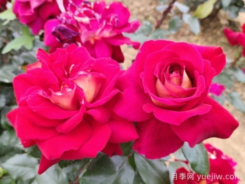 月季的生長(cháng)習性特點(diǎn)和生長(cháng)環(huán)境條件