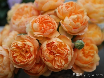 珠璣月季