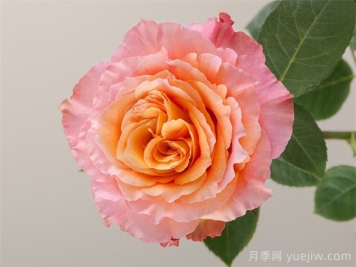 自由精靈月季/火靈鳥(niǎo)/自由主義