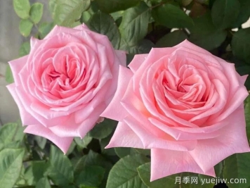 推薦9款適合新手入坑的切花月季品種