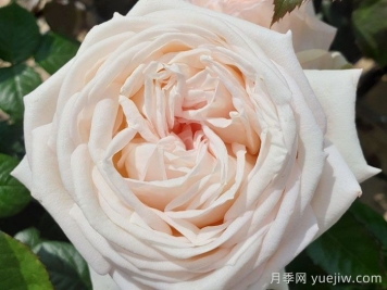 茴香酒夫人月季/拉瓦萊爾夫人/宏偉芬芳