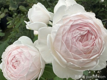 克里斯蒂娜公爵夫人月季/塵世天使/地球天使