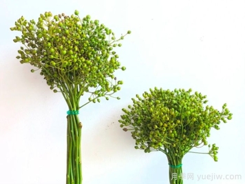 南陽(yáng)自育薔薇宛砧切果產(chǎn)品，山歸來(lái)亮相