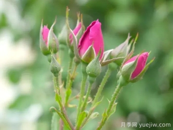新疆和田，10萬(wàn)株玫瑰綻放塔克拉瑪干沙漠