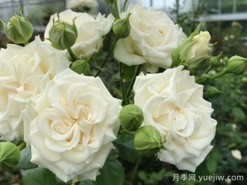 象牙流動(dòng)月季