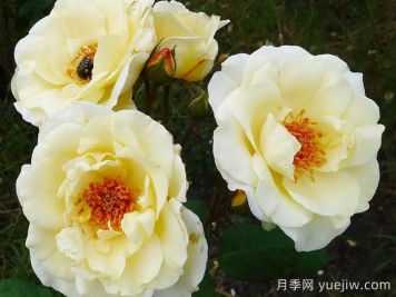 象牙時(shí)尚月季