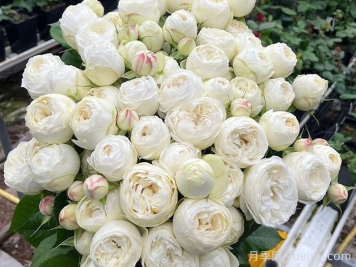 白色曼斯菲爾德莊園月季