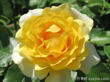 快樂(lè )幸運月季/快樂(lè )走運/開(kāi)心快樂(lè )