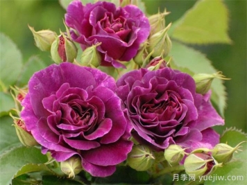 為什么養月季選歐月？細數歐月的優(yōu)點(diǎn)