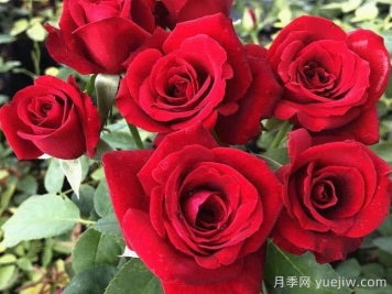 玫瑰品種有哪些？十大玫瑰花品種介紹