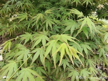 雞爪槭的栽培技術(shù)及注意事項