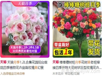 網(wǎng)購月季怎么選？推薦8個(gè)優(yōu)質(zhì)網(wǎng)店