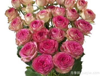 快樂(lè )潮流月季