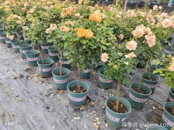 夏天養護月季的6個(gè)關(guān)鍵事項