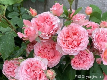 推薦二廣花友5款勤花月季，耐熱耐曬耐雨淋