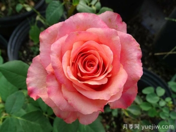 搖滾樂(lè )月季/硬式搖滾