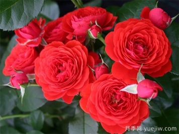 奇卡門(mén)廊月季/奇卡花環(huán)月季