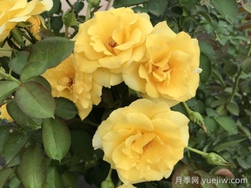 美好陽(yáng)光月季/陽(yáng)光燦爛的日子