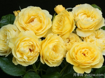 漫步陽(yáng)光月季/陽(yáng)光漫步