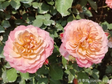 月季，與花卉有關(guān)的一些知識