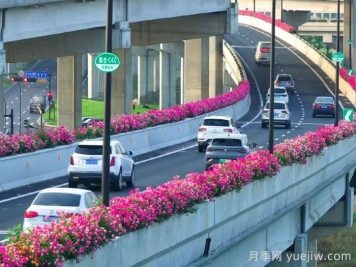 杭州高架月季，盛花期霸屏手機