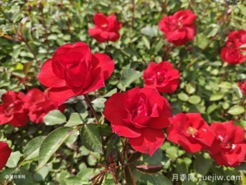 北京紅月季，國月園林豐花月季推薦
