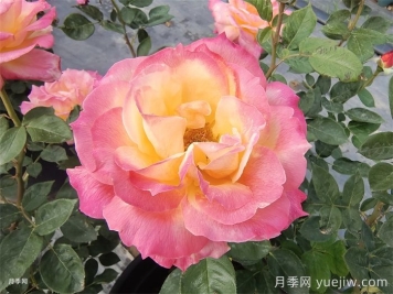 超火的10款復色系月季，款款精選