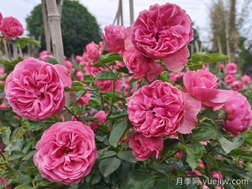 養月季有哪些誤區，走過(guò)什么冤枉路？
