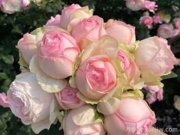 月季秋剪后如何養護？要不要埋肥？