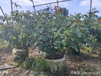 月季安全度夏指南，別讓你的月季死在夏天