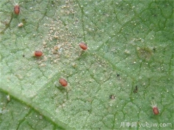 高溫悶熱，月季紅蜘蛛泛濫，如何做好預防？