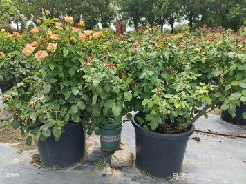 月季夏季養護指南：輕松應對高溫，花開(kāi)依舊燦爛
