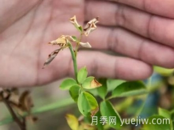 月季被高溫燙傷了怎么辦？