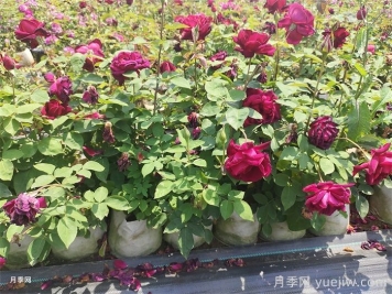 盆栽月季防暑降溫小妙招，你知道嗎？