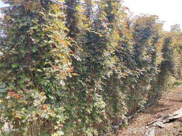 月季花移栽后僵苗的原因及應對措施