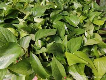 不需要陽(yáng)光的室內植物有哪些？