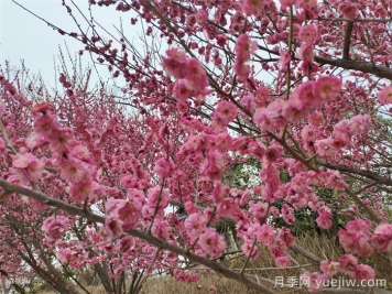 15種常見(jiàn)先花后葉植物匯總