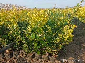 金森女貞和金葉女貞的區別有哪些？