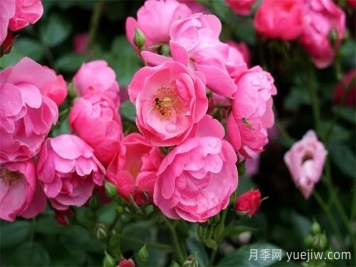 暮春初夏，咸陽(yáng)涇陽(yáng)薔薇花盛放