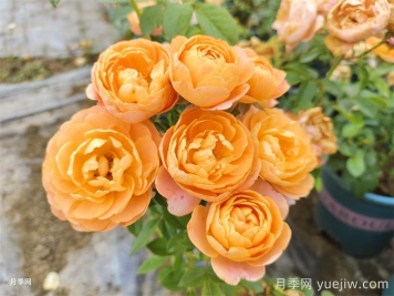 五款經(jīng)典月季，打造都市陽(yáng)臺微月花園