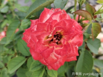 月季為什么是花中皇后？聽(tīng)聽(tīng)故事