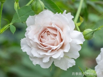 沉月月季